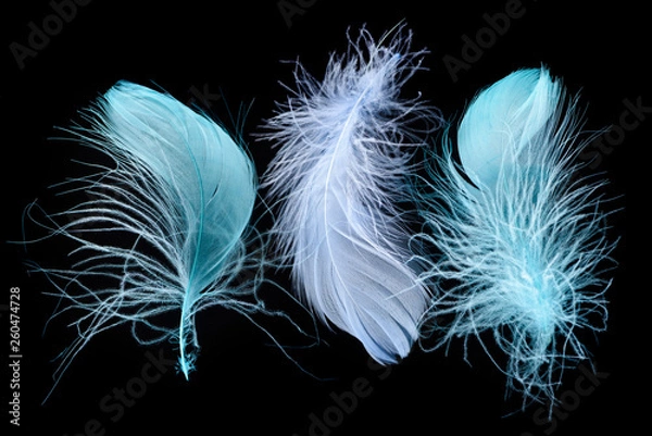 Fototapeta three blue bright textured and lightweight feathers isolated on black