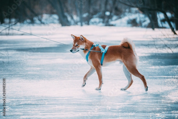 Obraz dog running on the ice