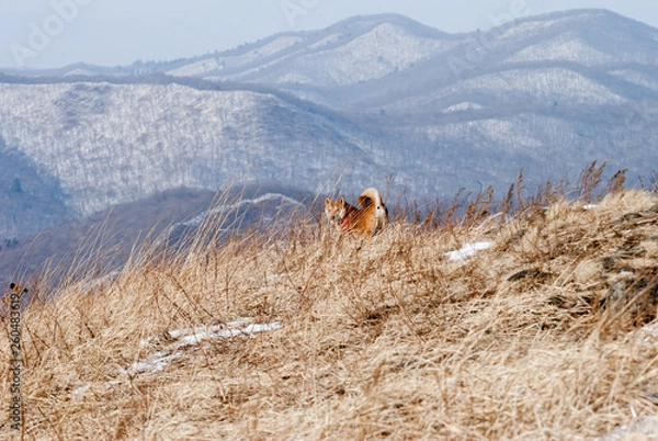 Obraz dog on top of mountain