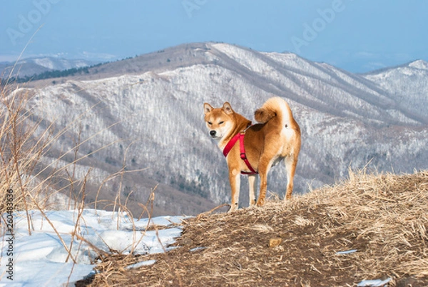 Obraz dog in the mountains