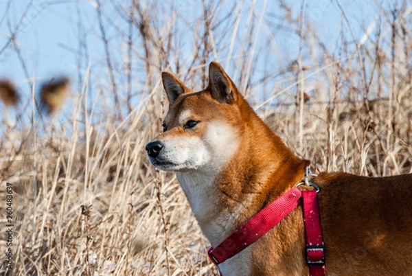 Obraz portrait of a dog