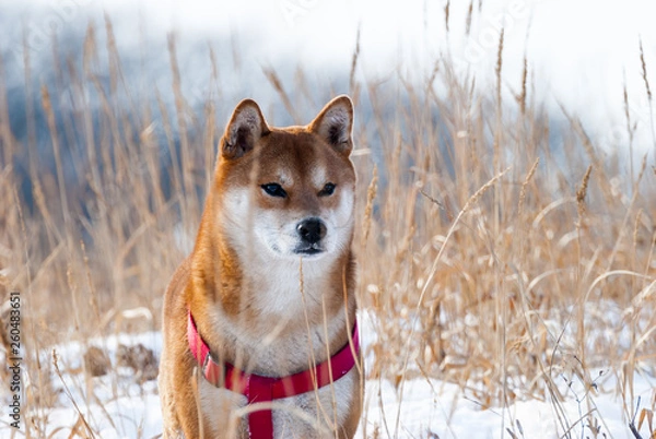 Obraz dog in the snow