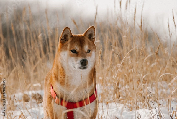 Obraz portrait of a dog