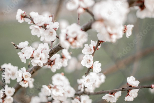 Obraz cherry tree blossom