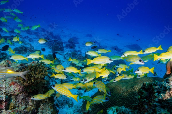 Obraz Diving the Maldives