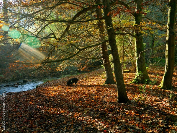 Obraz 09 Plas Power Woods