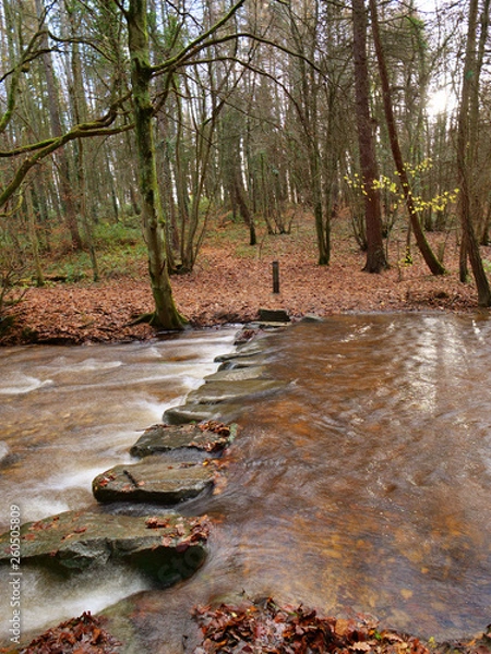 Obraz 02 Plas Power Woods