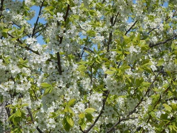 Fototapeta Цветущая