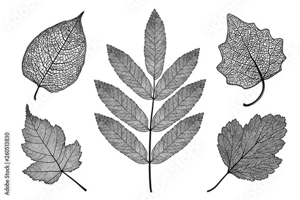 Fototapeta Vector set of skeletonized leaves on a white background. The graphic element may be used as a design background, business cards, postcards, etc.