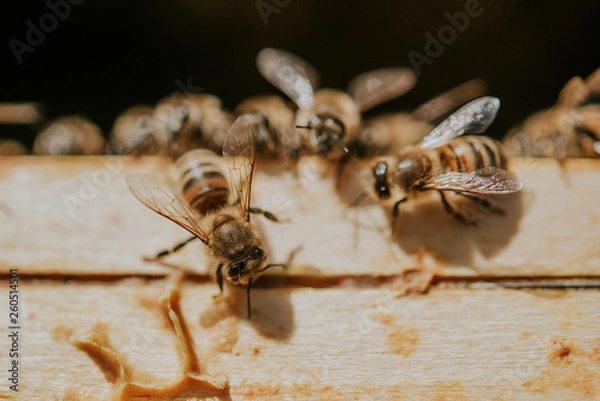 Fototapeta bienen