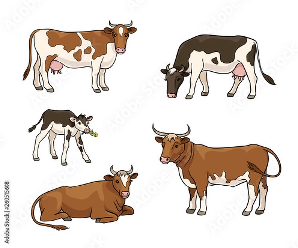 Fototapeta Set of different cows - vector illustration