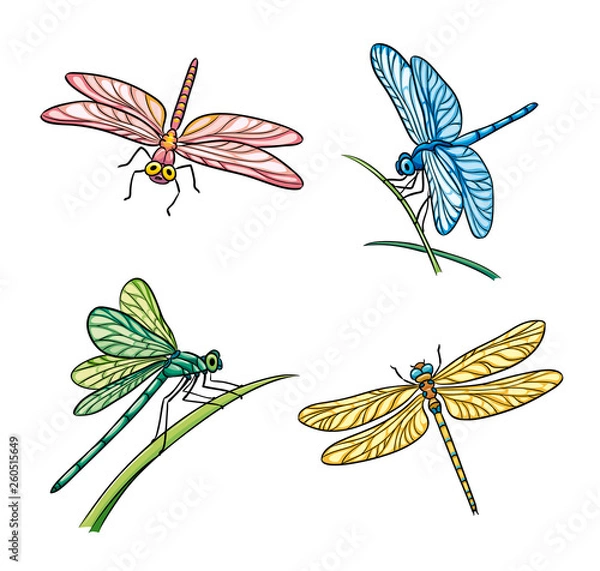 Fototapeta Set of different dragonflies - vector illustration