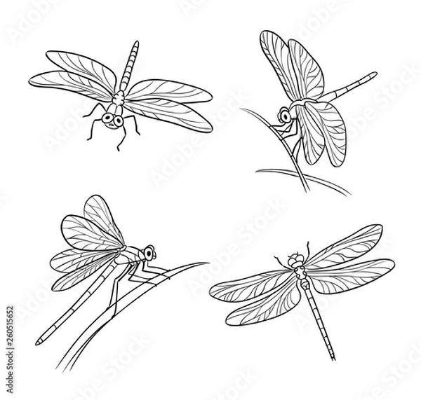 Fototapeta Set of different dragonflies in outlines - vector illustration
