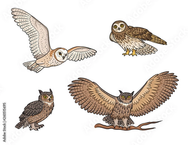 Fototapeta Set of different owls - vector illustration