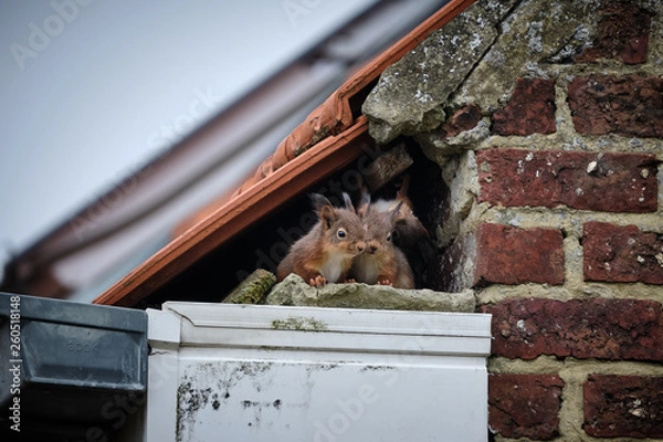 Obraz Squirrels on the roof