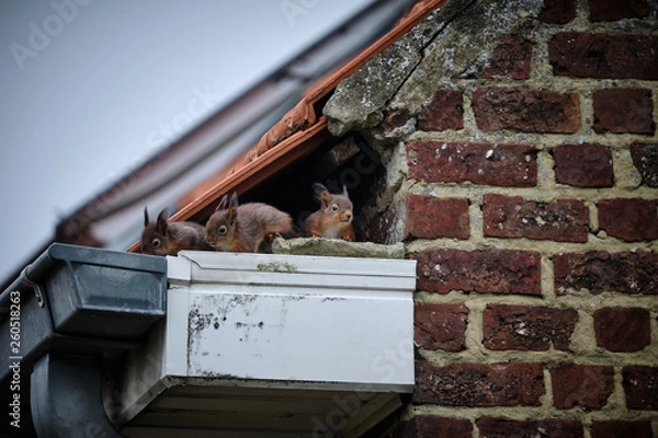 Obraz Squirrels on the roof