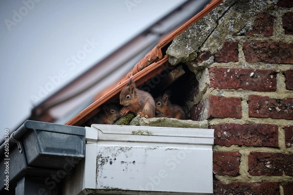 Obraz Squirrels on the roof