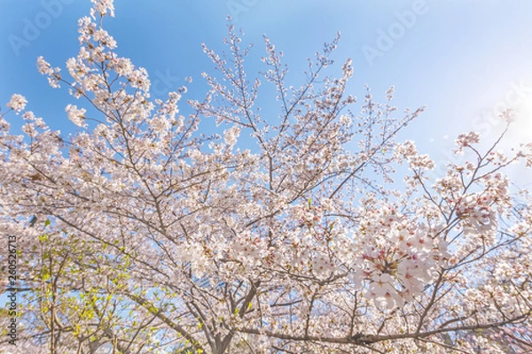 Fototapeta 満開の桜