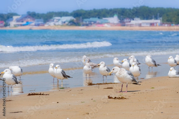 Fototapeta 青空と青い海、砂浜に戯れるカモメ