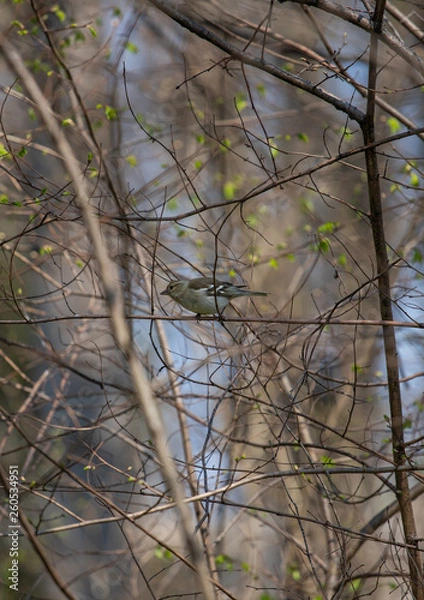Obraz Bird on branch