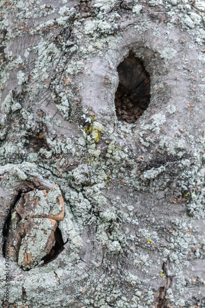 Obraz Texture of tree bark