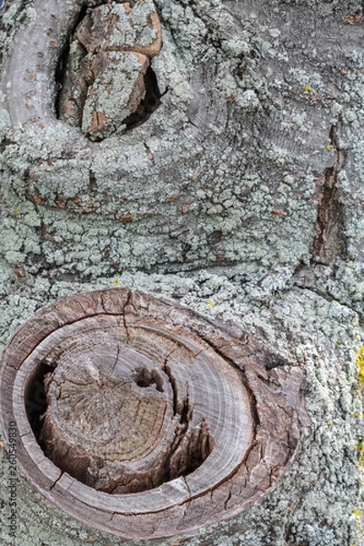 Obraz Texture of tree bark