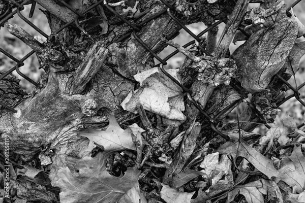 Obraz Texture of leaves in a fence