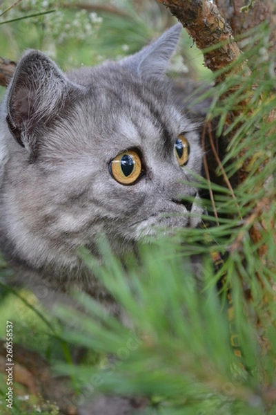 Fototapeta British grey cat on a summer walk with a surprised funny feeling, up a tree. kind of trecatorii looking forward. Pet care, natural food and vitamins for Pets. Fluffy treatment.