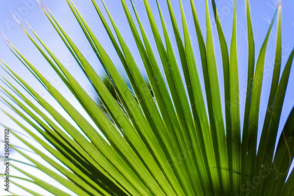 Obraz Palm leaf