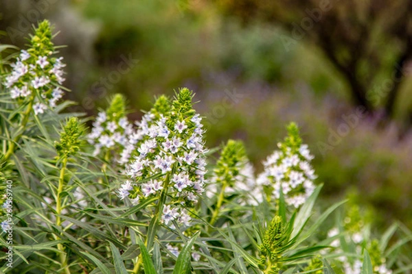 Obraz Blooming flowers