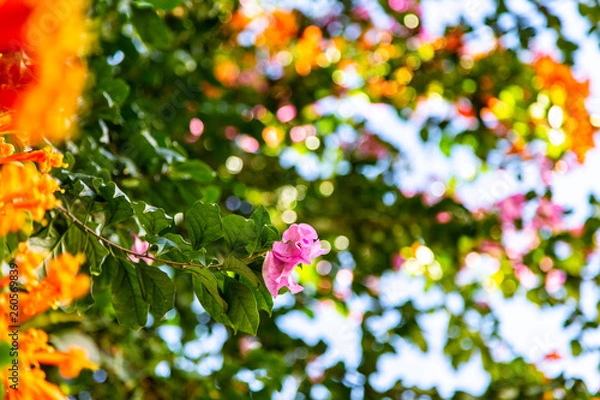 Obraz Blooming flowers