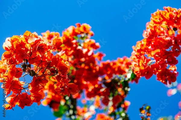 Obraz Orange blooming