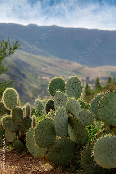 Obraz Cactus in landscape