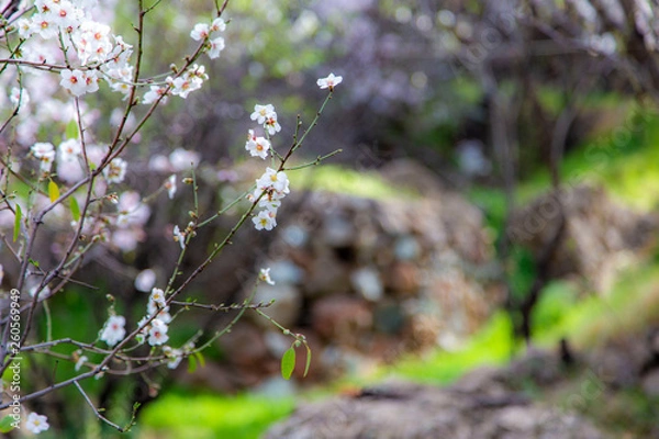 Obraz Almond in bloom