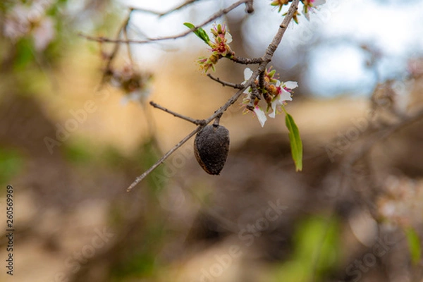 Obraz Almond in bloom