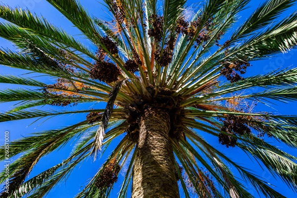 Obraz Palm tree in the sky