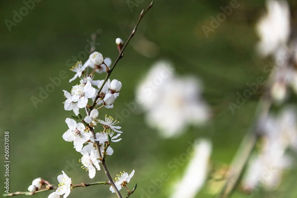 Obraz Buds are bursting
