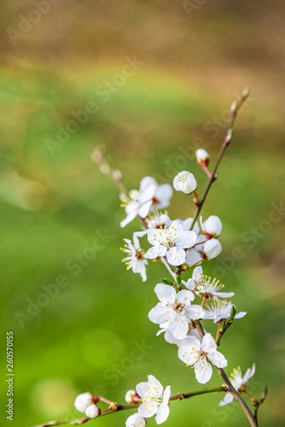Obraz Buds are bursting