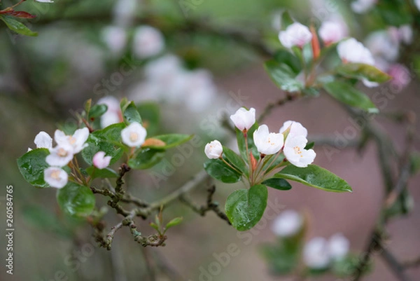 Obraz blooming apple tree