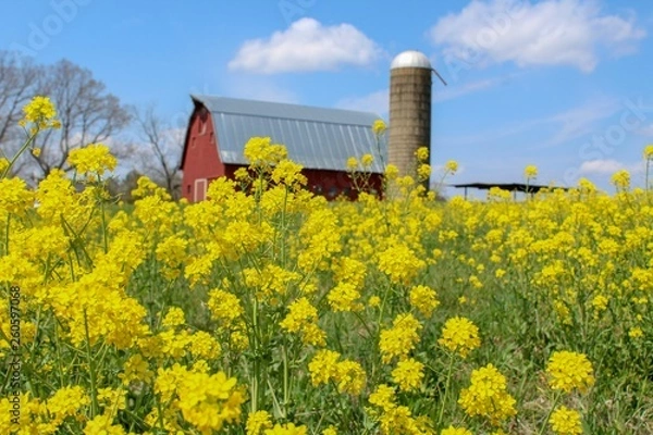 Fototapeta Idyllic View of Red Barn and Silo in field of yellow flowers, selective focus