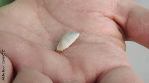 Fototapeta Small shell in hand