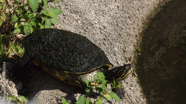 Fototapeta Sunning Turtle