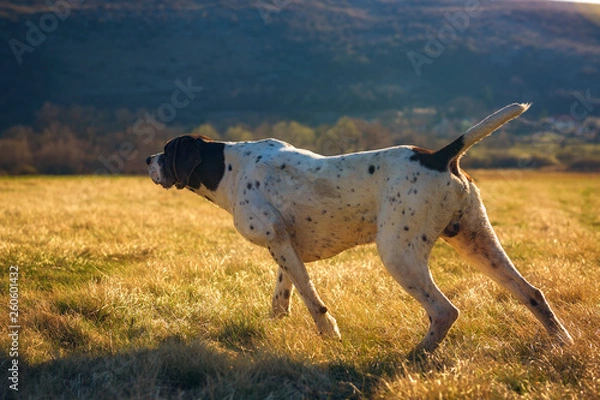Obraz german shorthaired pointer hunting
