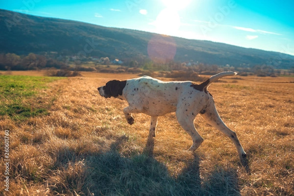 Obraz german shorthaired pointer hunting