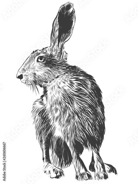Fototapeta Hand drawn vector Rabbit.