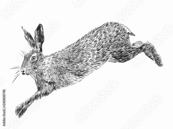 Fototapeta Hand drawn vector Rabbit.