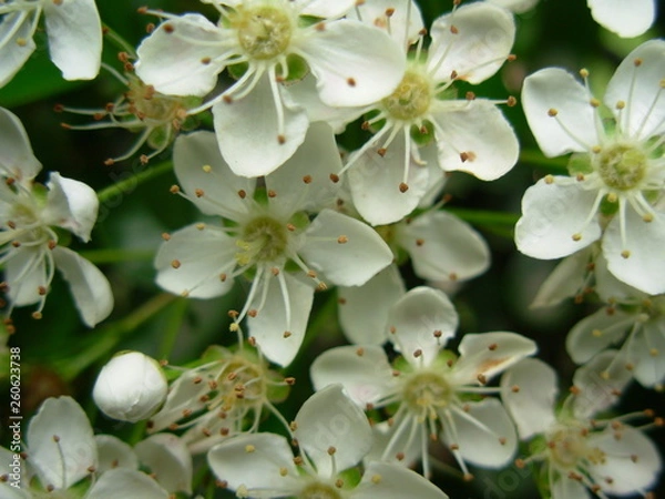 Obraz white flowers 