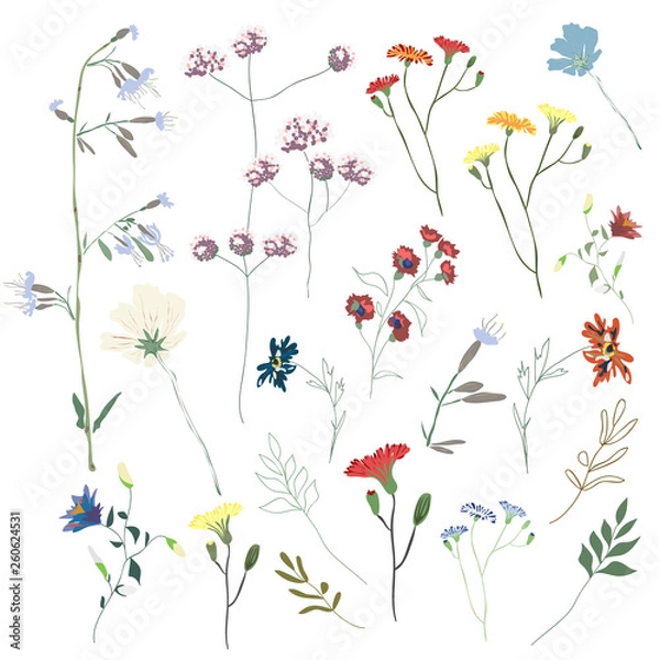 Fototapeta Big set botanic blossom floral elements. Branches, leaves, herbs, wild plants, flowers. Garden, meadow, feild collection leaf, foliage, branches. Bloom vector illustration isolated on white background