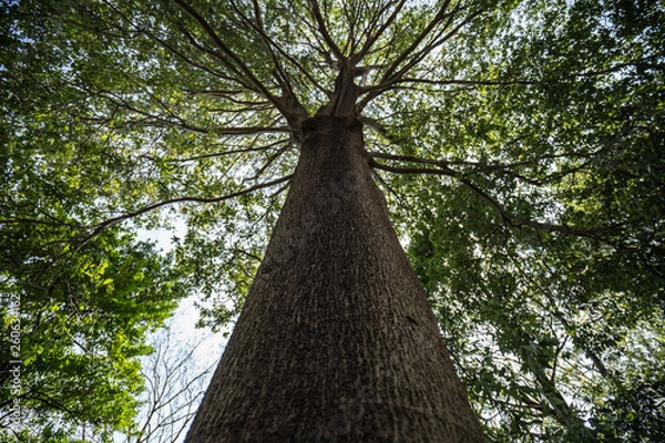 Fototapeta 大樹