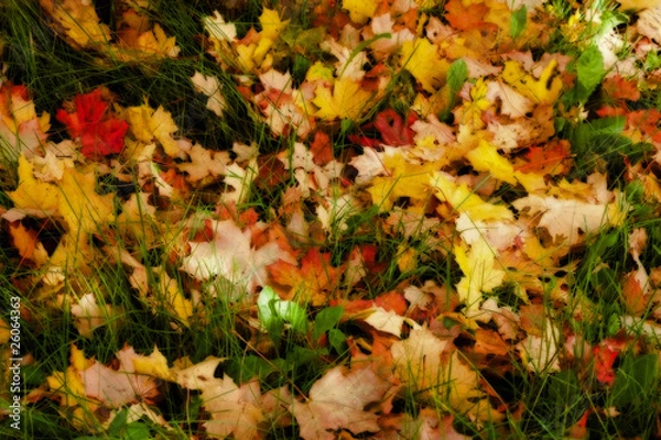 Fototapeta Background of fallen leaves on grass